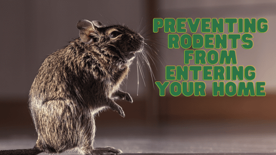 preventing rodents from entering home in the fall